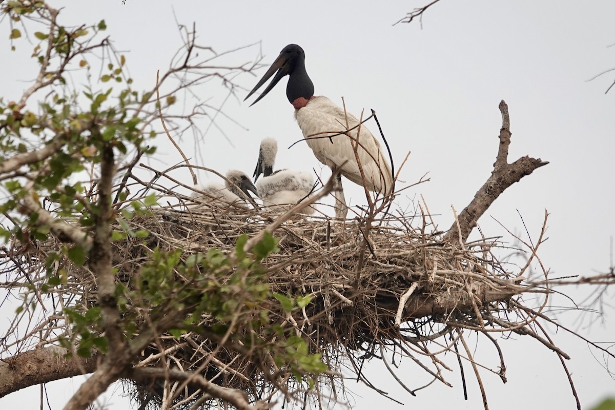 Jabiru - ML624101218