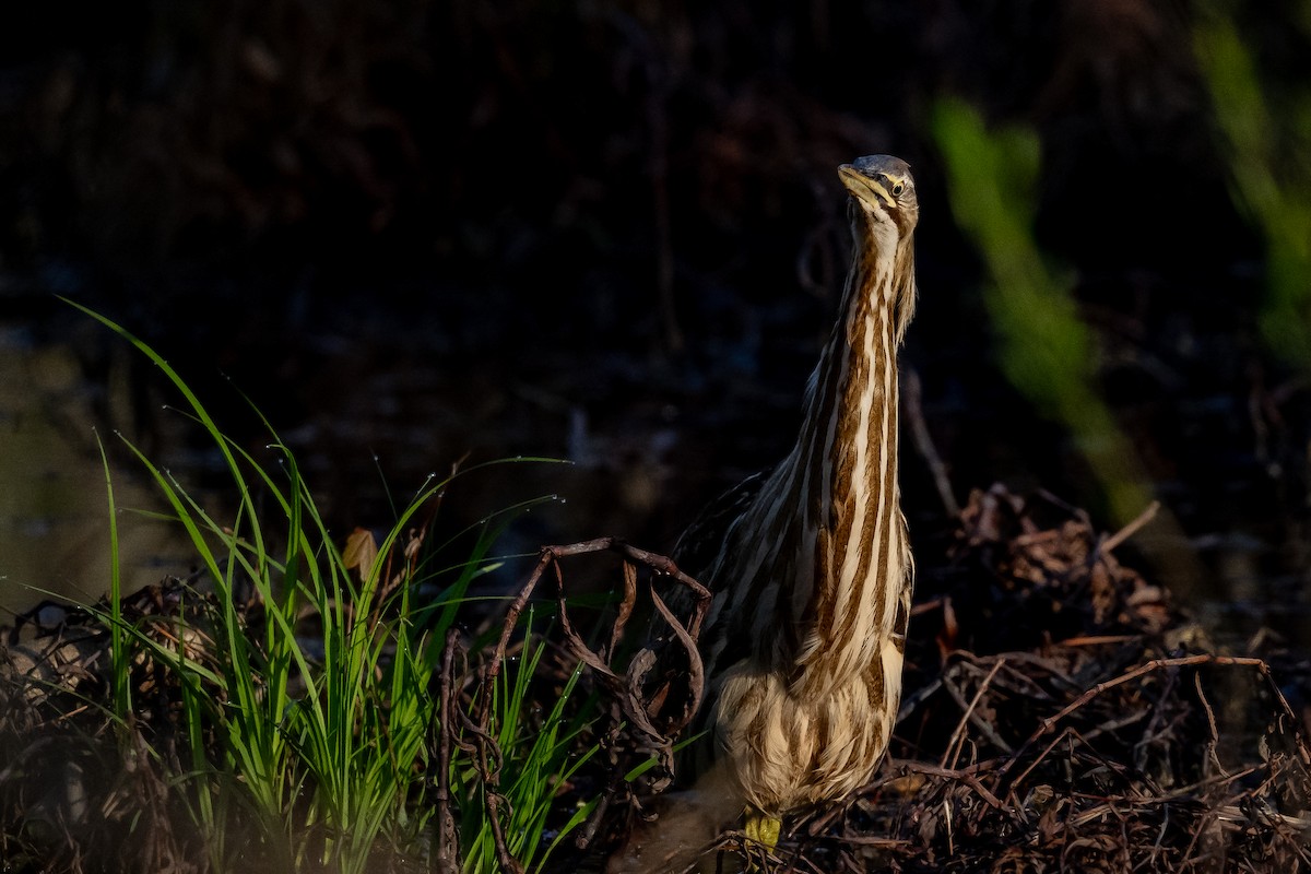 American Bittern - ML624101226