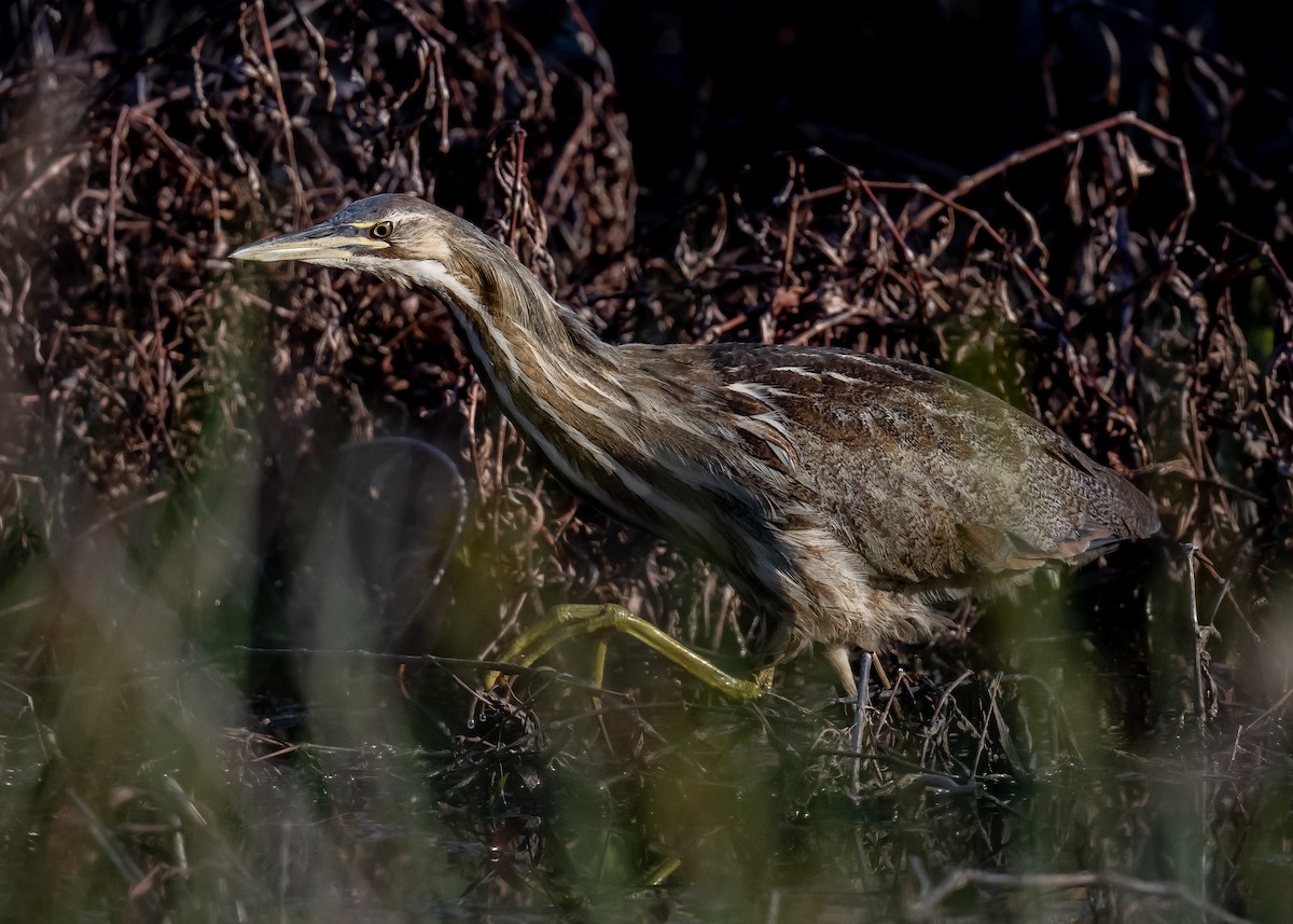 American Bittern - ML624101227