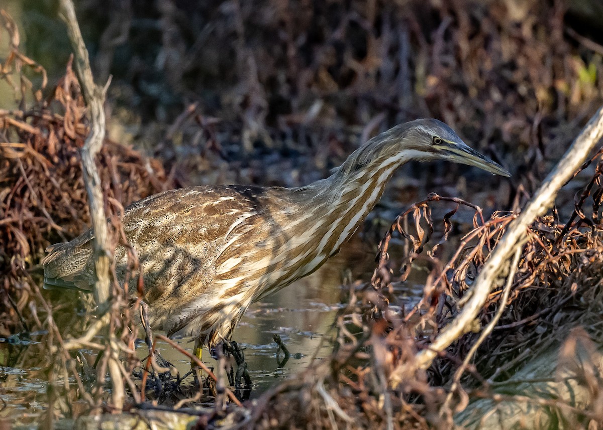 American Bittern - Kimberlie Dewey