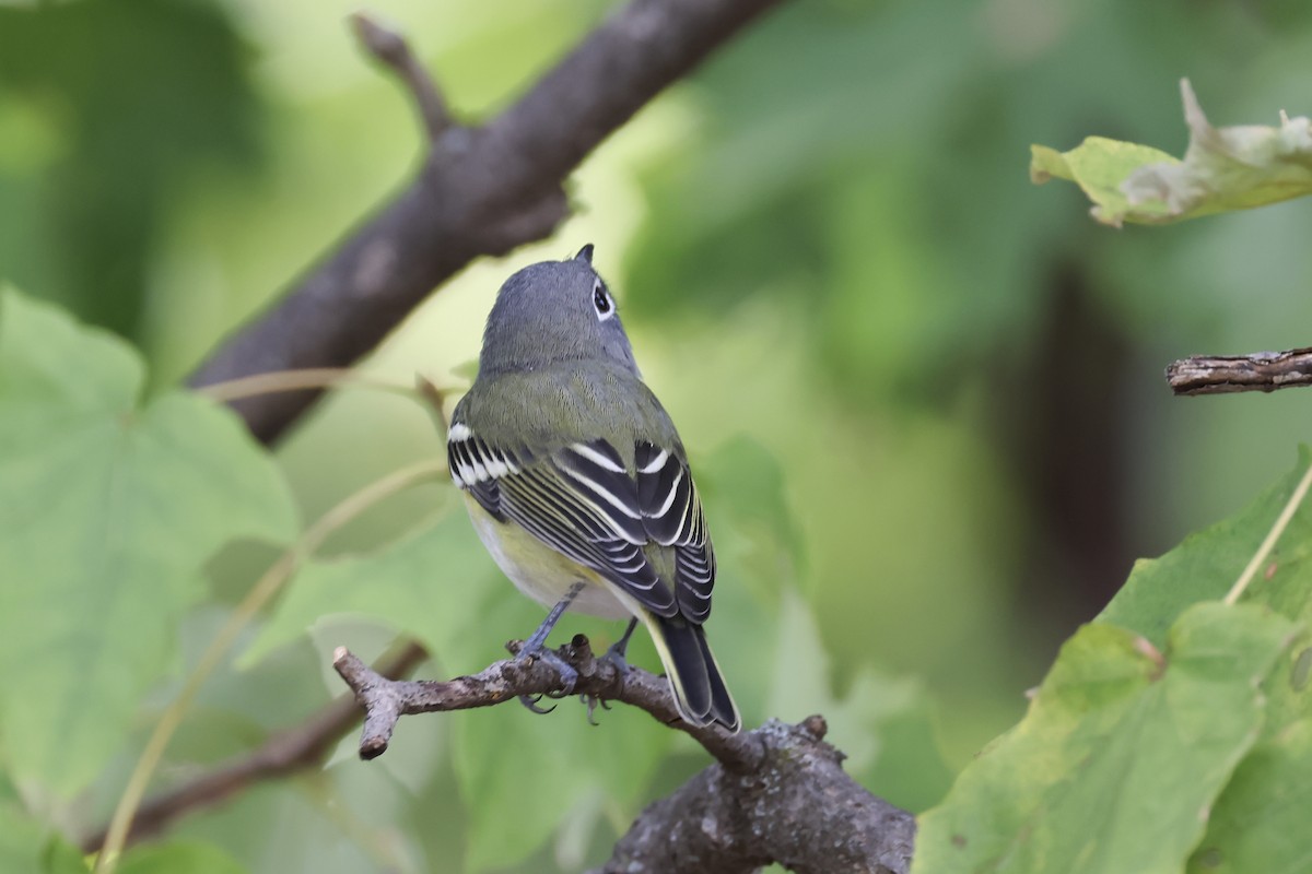 Blue-headed Vireo - ML624101244