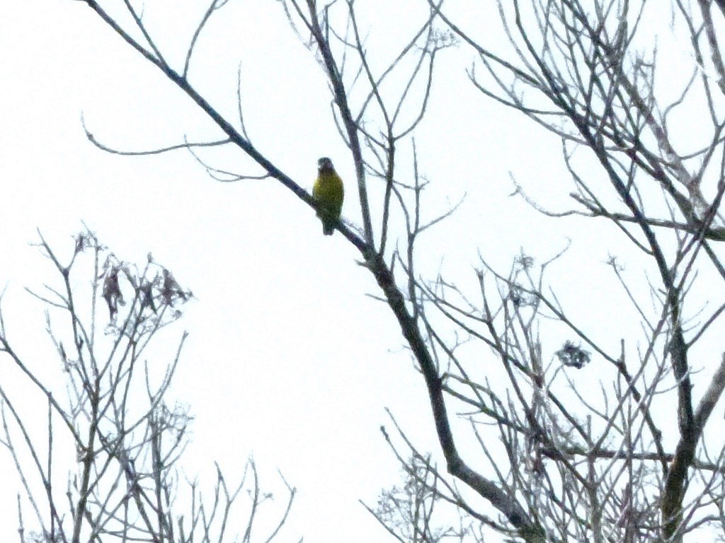 Dusky-cheeked Fig-Parrot - ML624101245