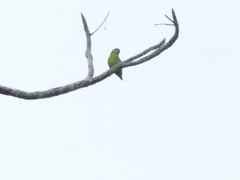 Double-eyed Fig-Parrot (Double-eyed) - ML624101252