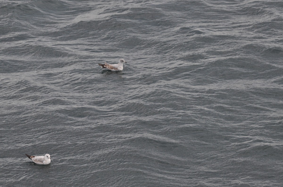 Ring-billed Gull - ML624101254