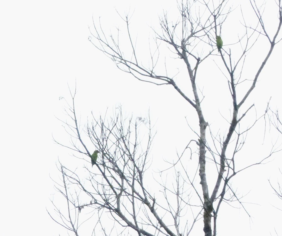 Double-eyed Fig-Parrot (Double-eyed) - ML624101260