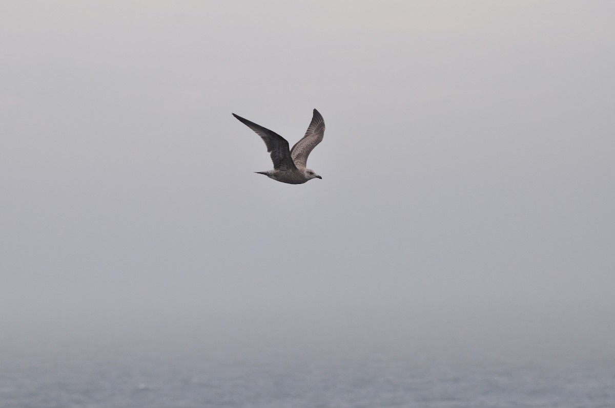 American Herring Gull - ML624101262