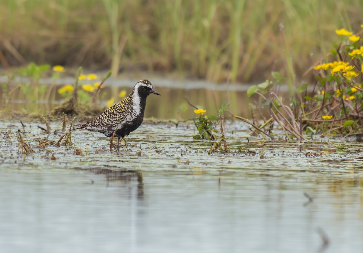 Pacific Golden-Plover - ML624101268