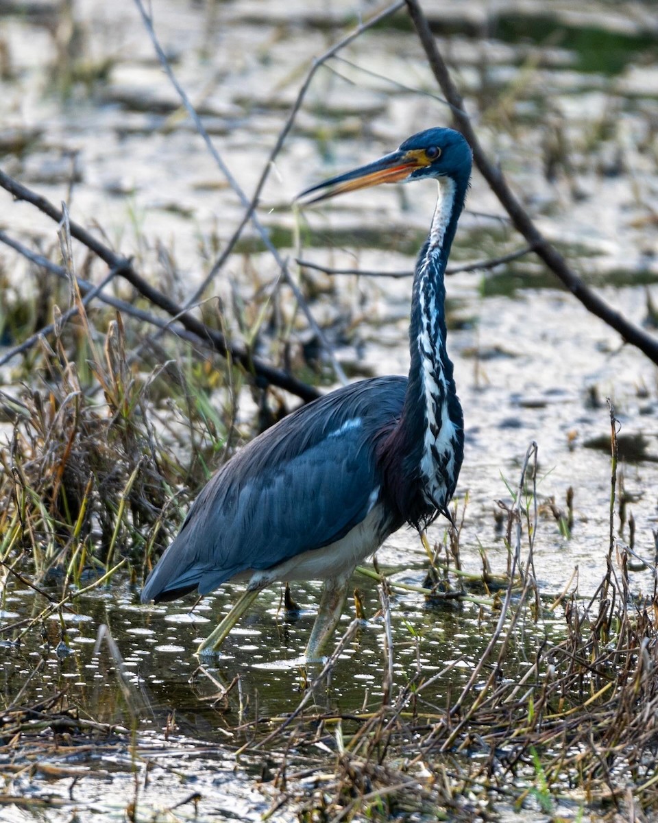 Tricolored Heron - ML624101276