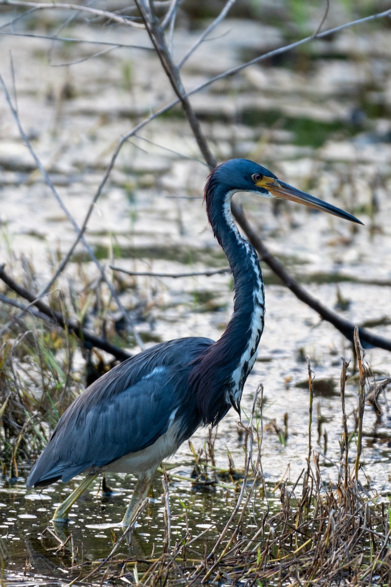 Tricolored Heron - ML624101277