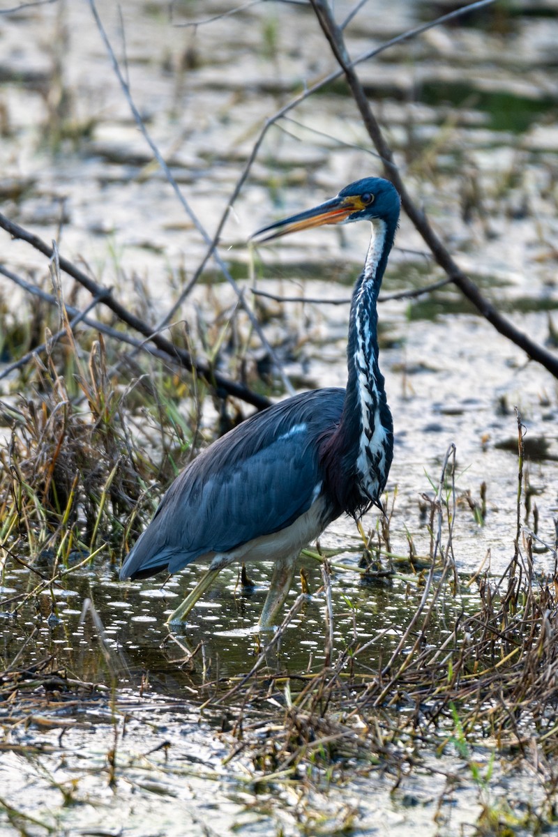 Tricolored Heron - ML624101278