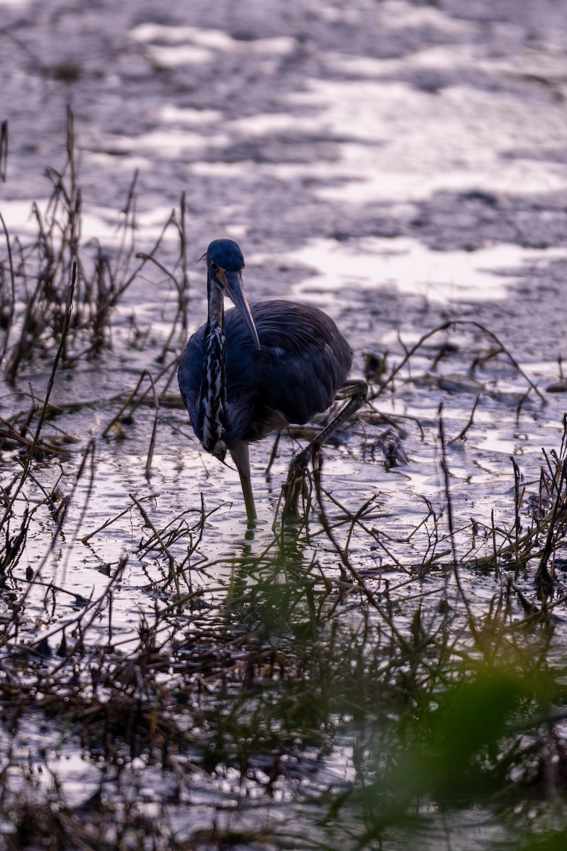 Tricolored Heron - ML624101279