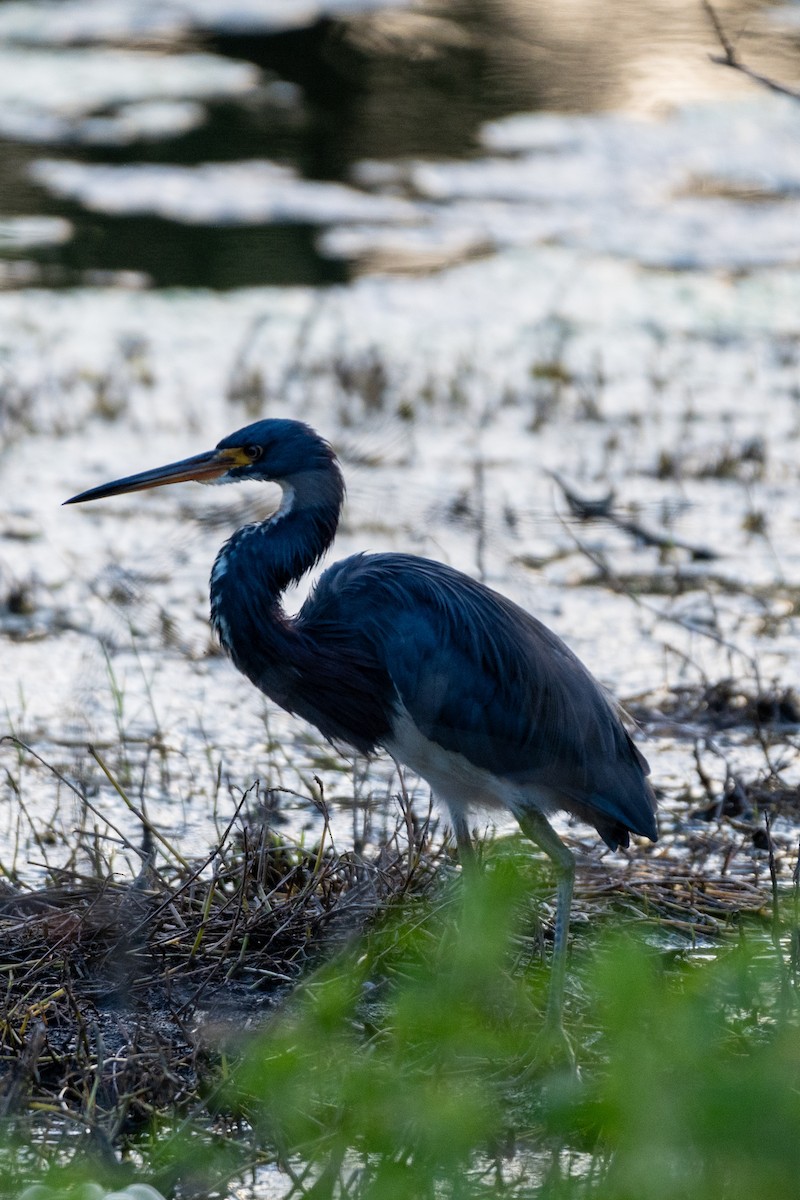 Tricolored Heron - ML624101280