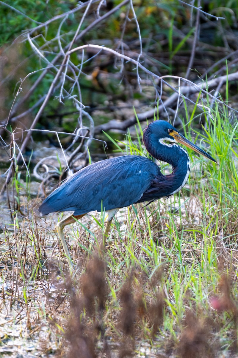 Tricolored Heron - ML624101281