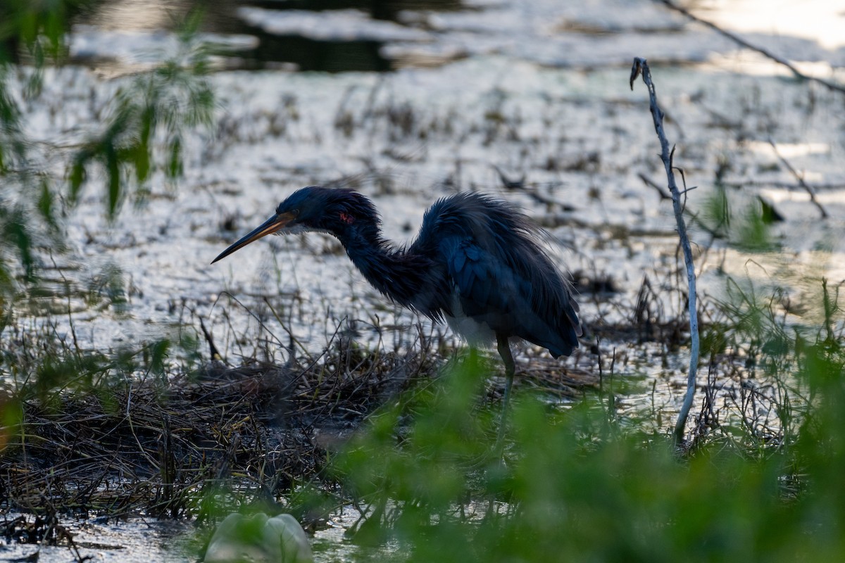 Tricolored Heron - Anonymous