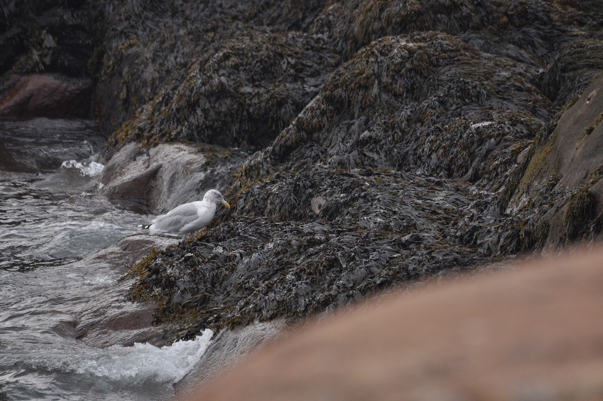 American Herring Gull - ML624101284