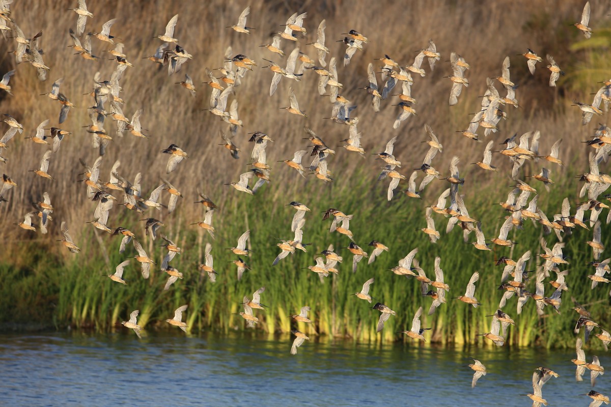 Short-billed Dowitcher - ML624101292