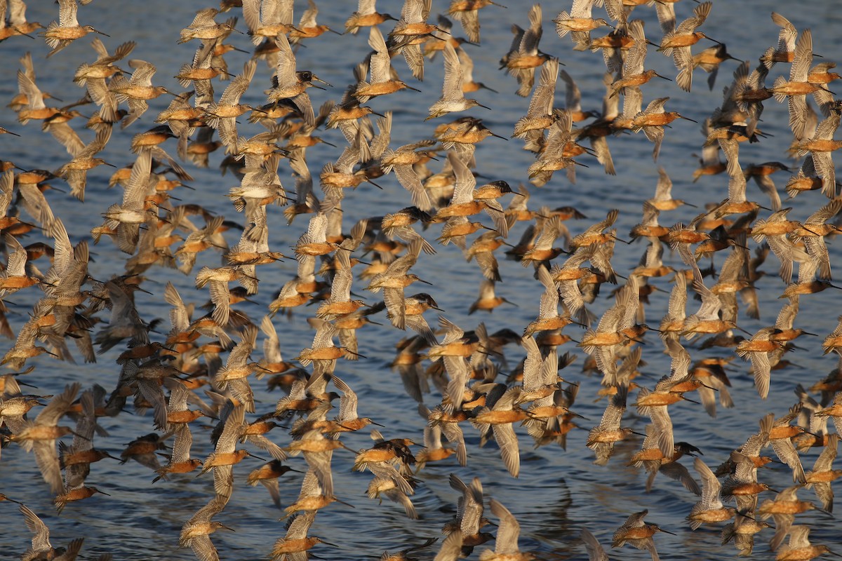 Short-billed Dowitcher - ML624101293