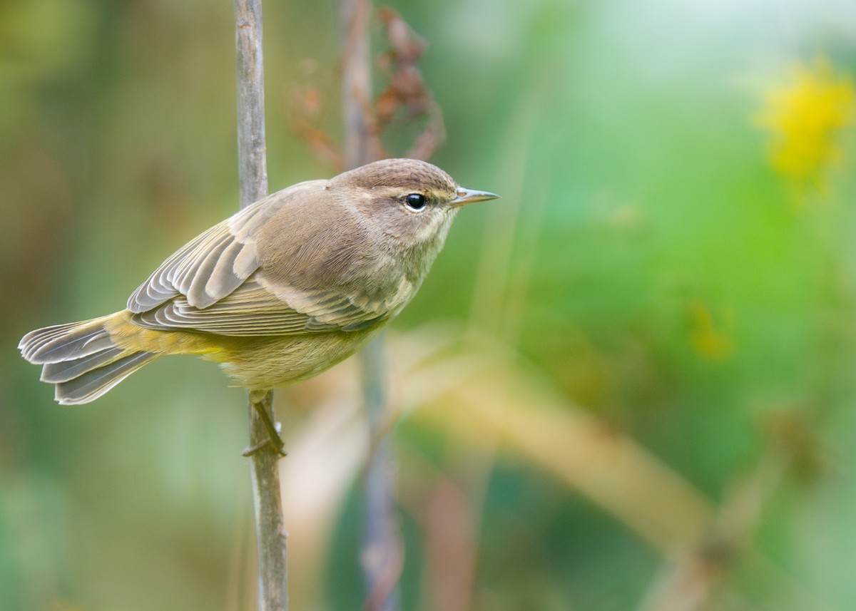 Orange-crowned Warbler - ML624101301