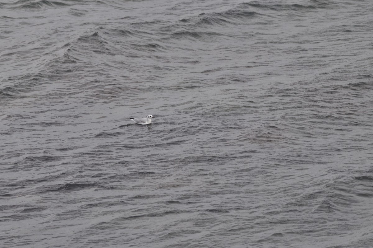 Bonaparte's Gull - ML624101305