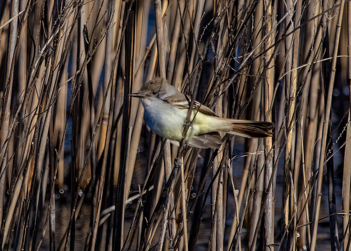 Ash-throated Flycatcher - ML624101316