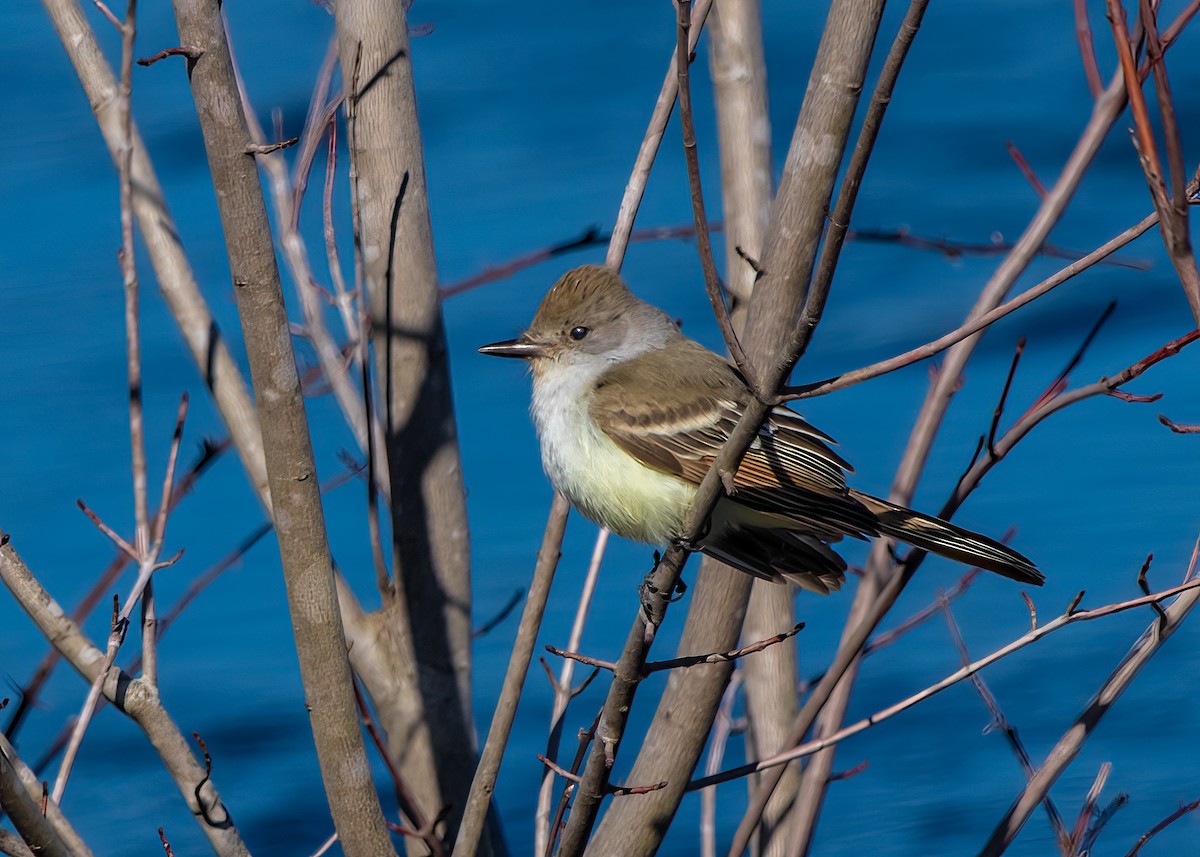 Ash-throated Flycatcher - ML624101317