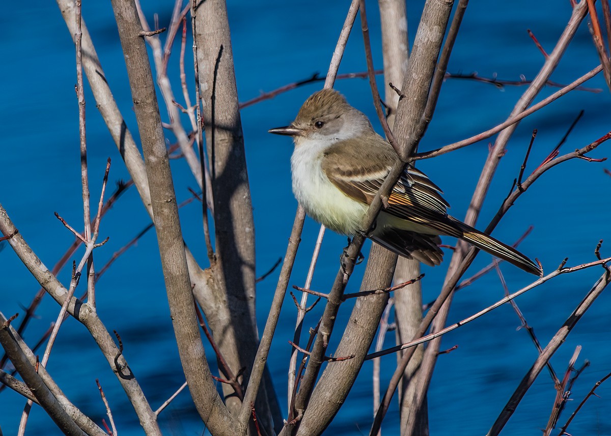 Ash-throated Flycatcher - ML624101318