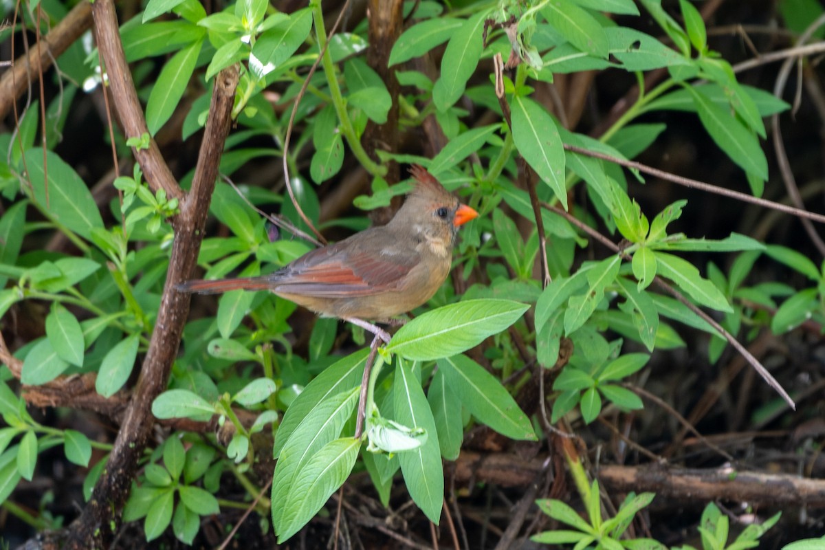 Northern Cardinal (Common) - ML624101319