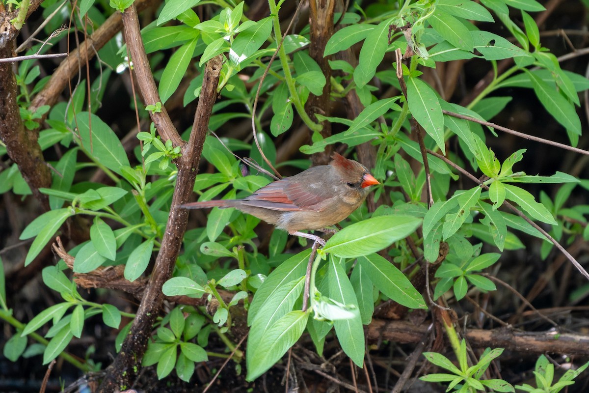 Northern Cardinal (Common) - ML624101320