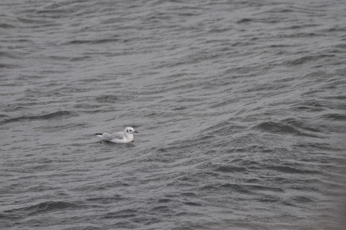 Bonaparte's Gull - ML624101324
