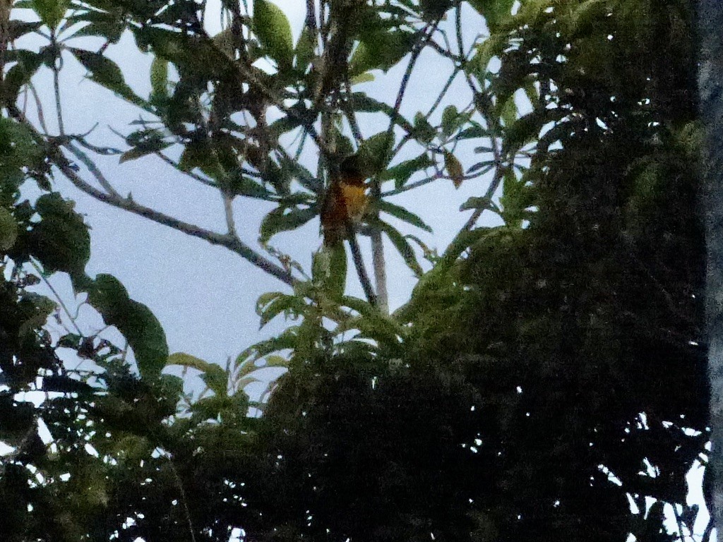 Golden Cuckooshrike - ML624101327