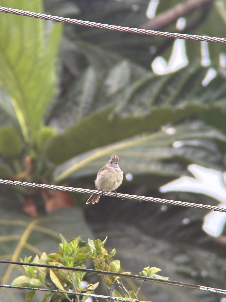 Yellow-bellied Elaenia - ML624101330