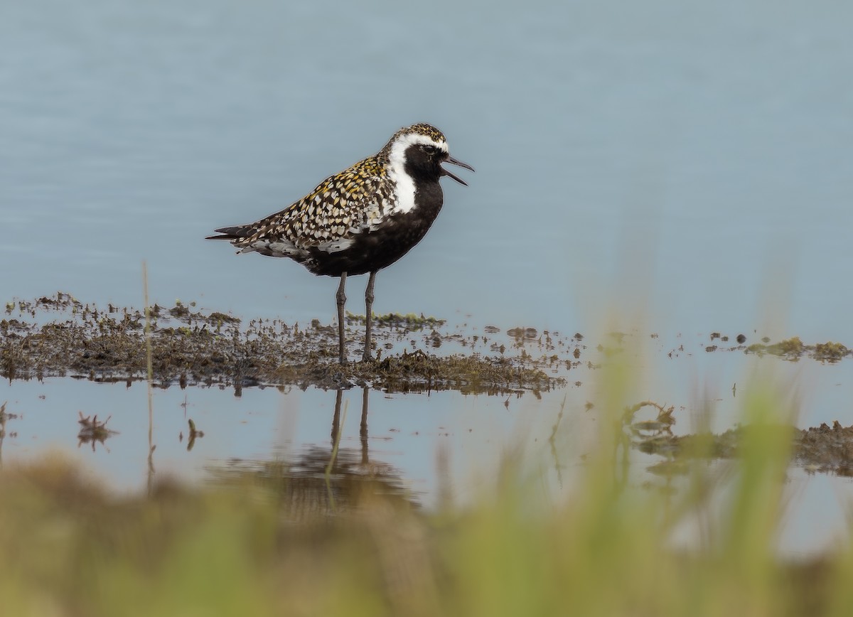 Pacific Golden-Plover - ML624101338