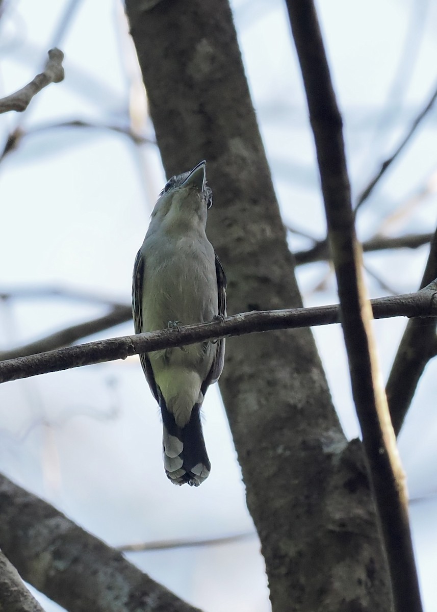 Black-capped Becard - Peder Svingen