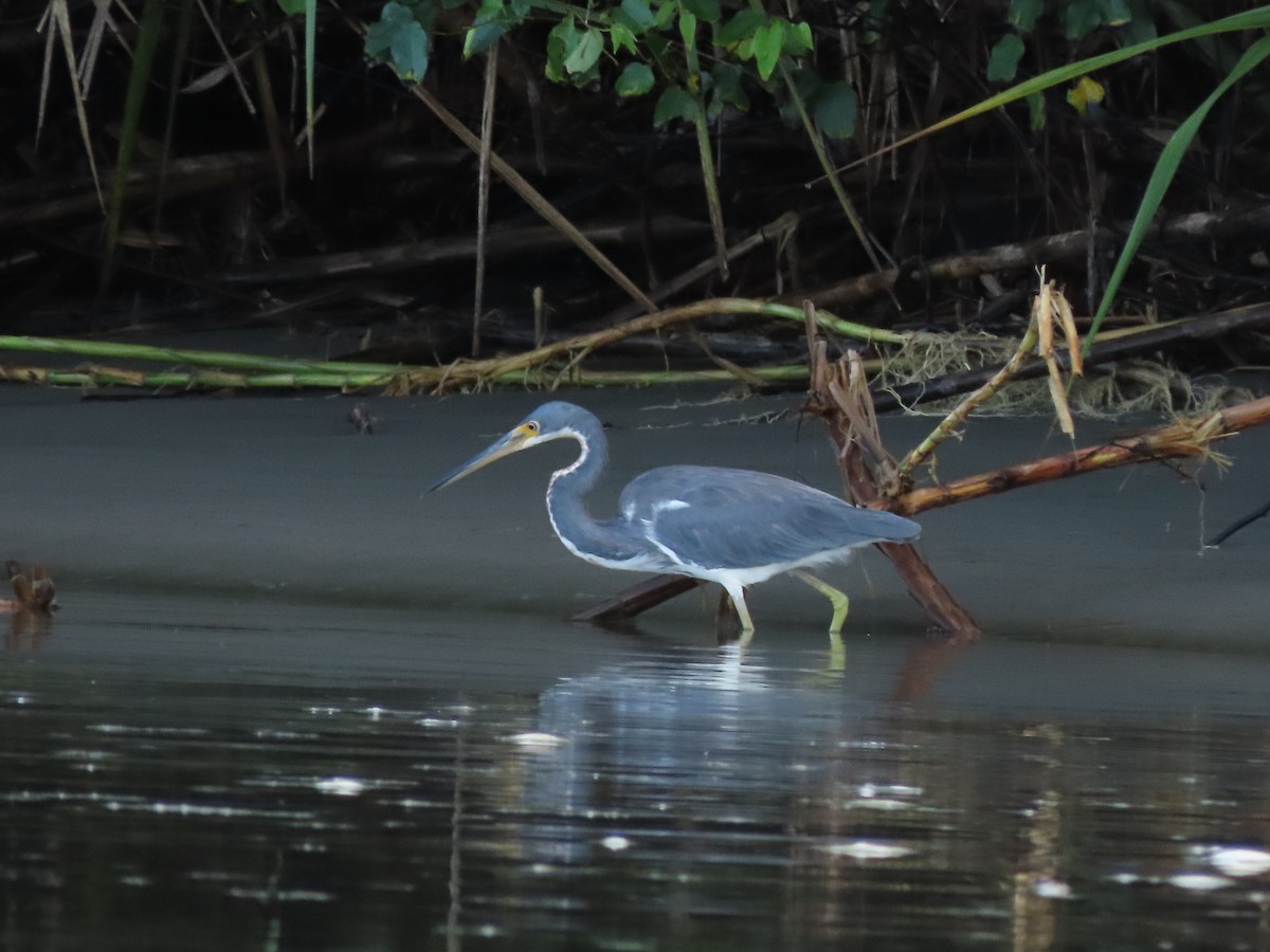 Tricolored Heron - ML624101352