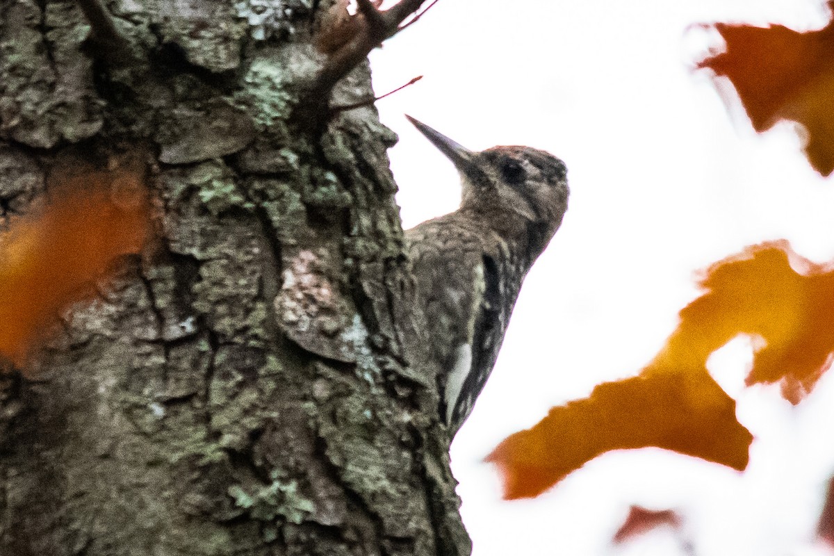 נקר צהוב-בטן - ML624101354
