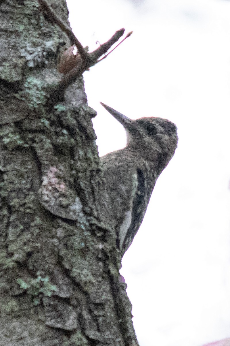 נקר צהוב-בטן - ML624101356