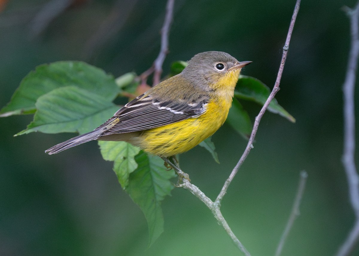 Magnolia Warbler - Reiügi ß