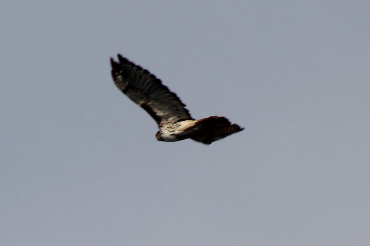 Red-tailed Hawk - ML624101361