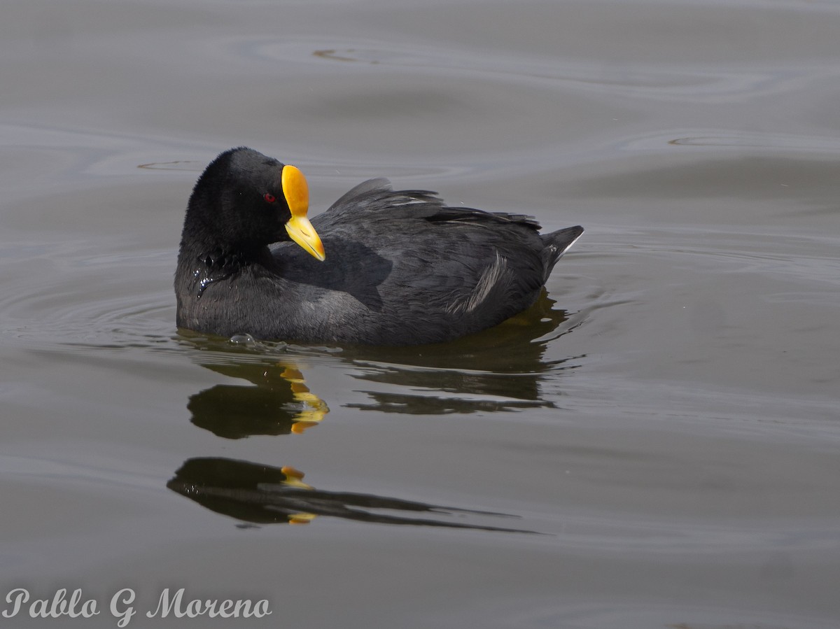 White-winged Coot - ML624101366