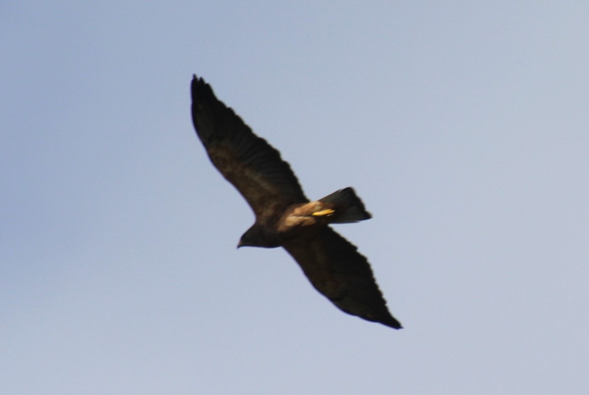 Swainson's Hawk - ML624101371