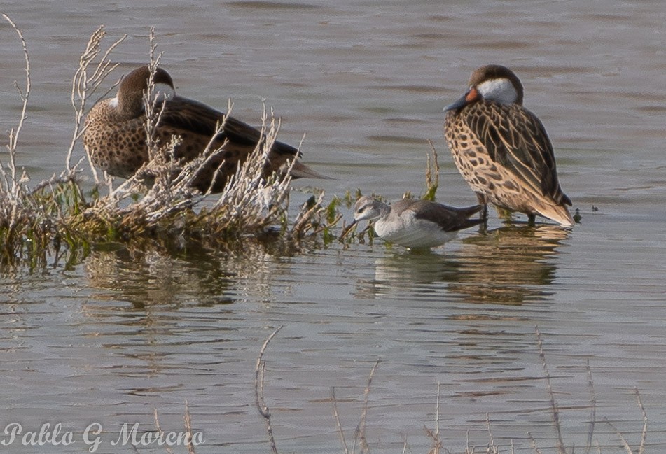 Wilson's Phalarope - ML624101380