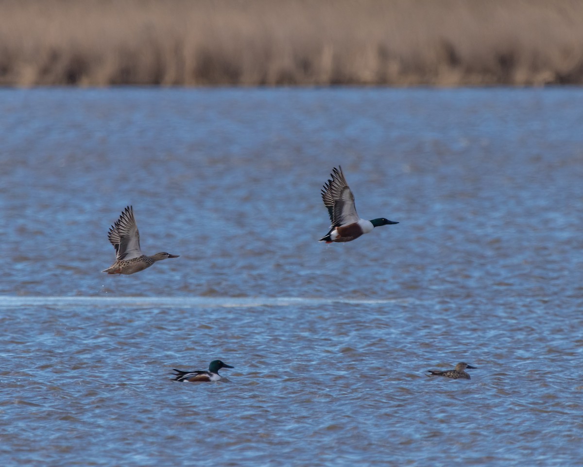 Northern Shoveler - ML624101389