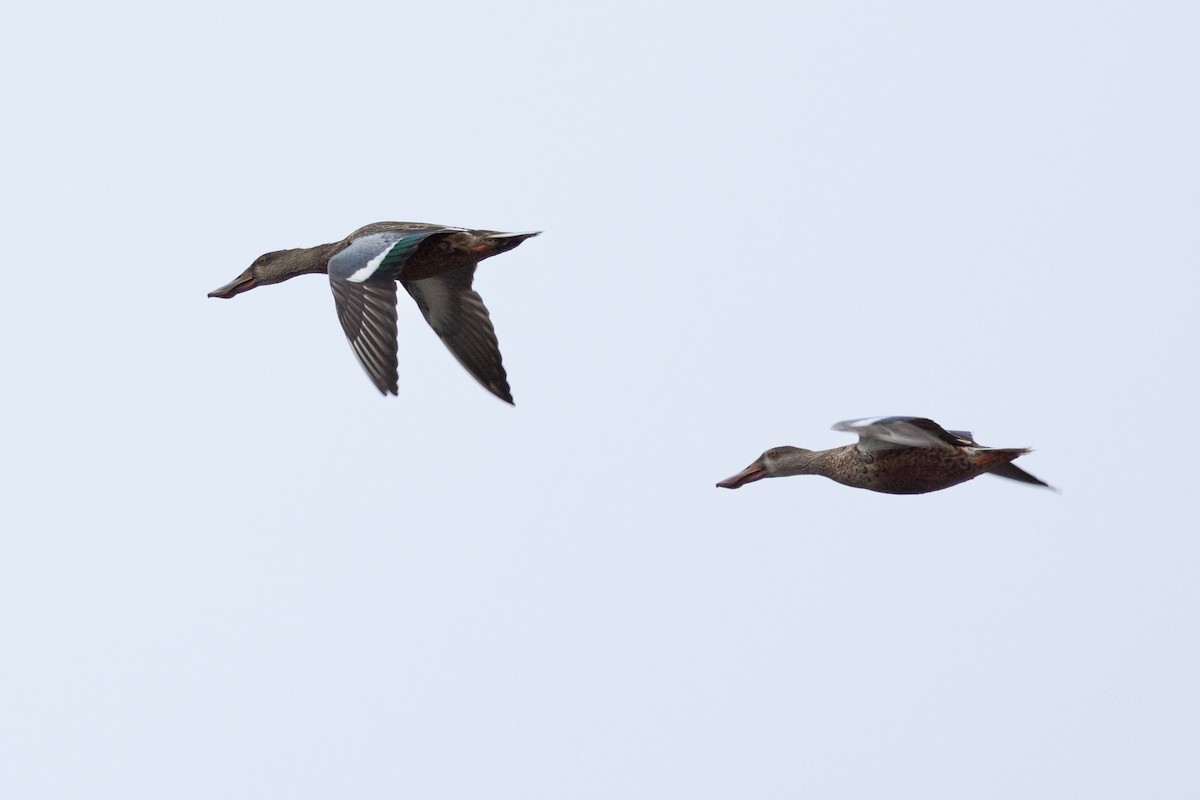 Northern Shoveler - ML624101393