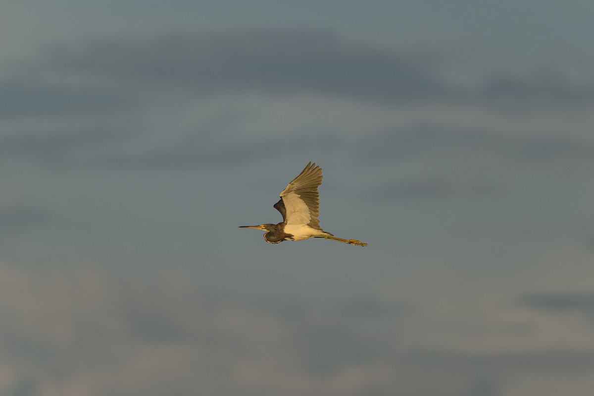 Tricolored Heron - ML624101398