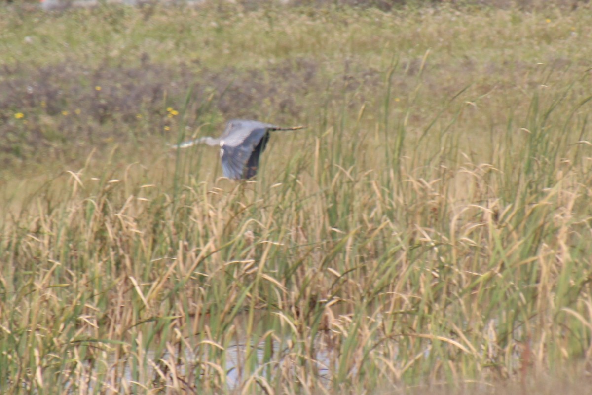 Great Blue Heron - ML624101399