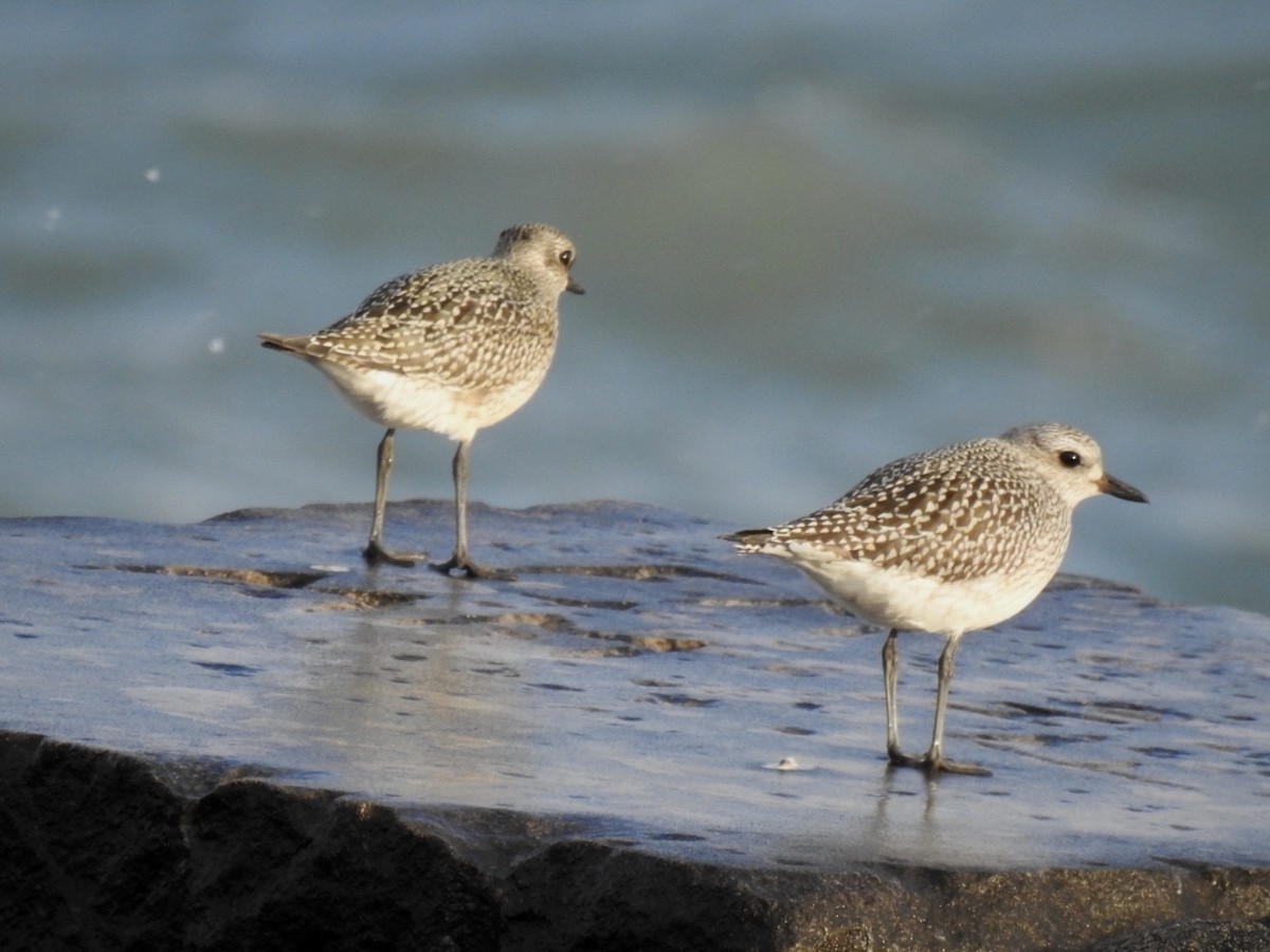 Black-bellied Plover - ML624101412