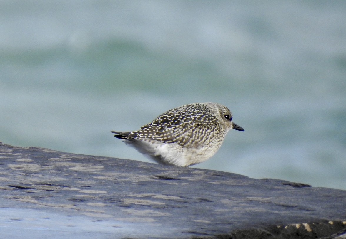 Black-bellied Plover - ML624101413