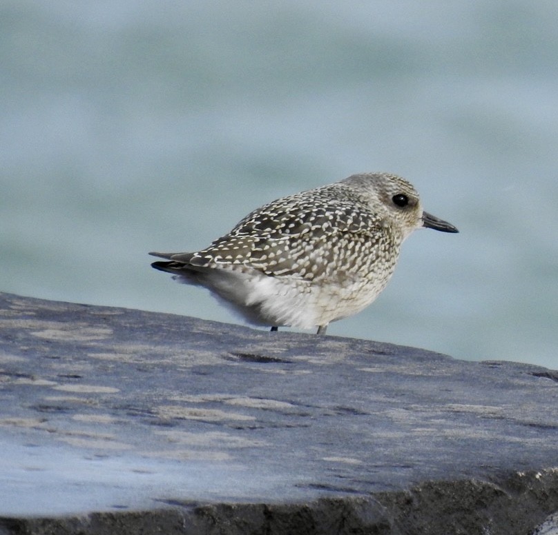 Black-bellied Plover - ML624101414