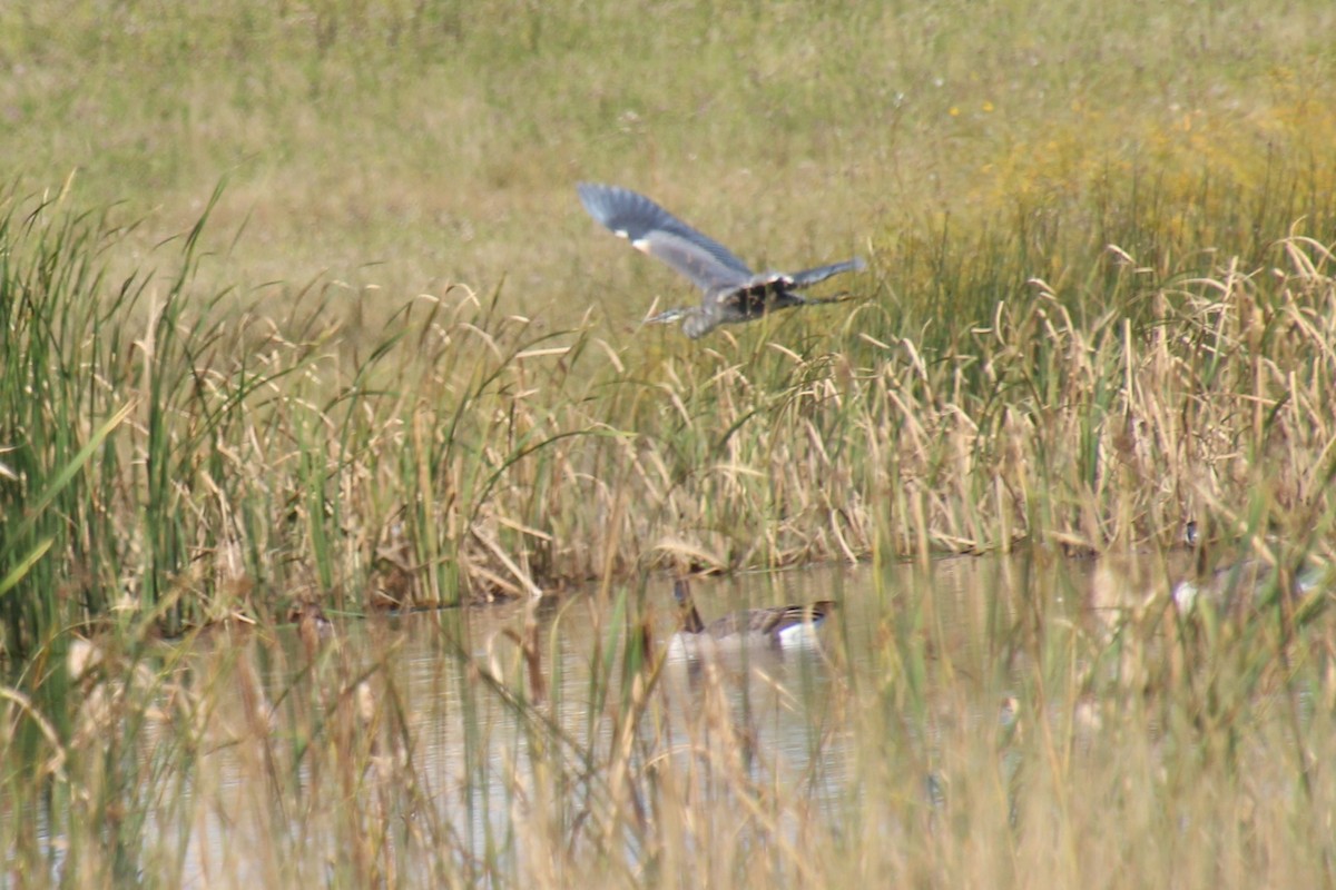 Great Blue Heron - ML624101420