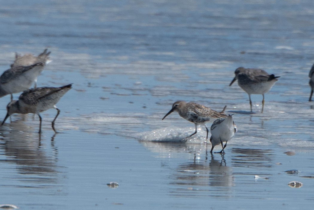 Dunlin - Andrea Heine